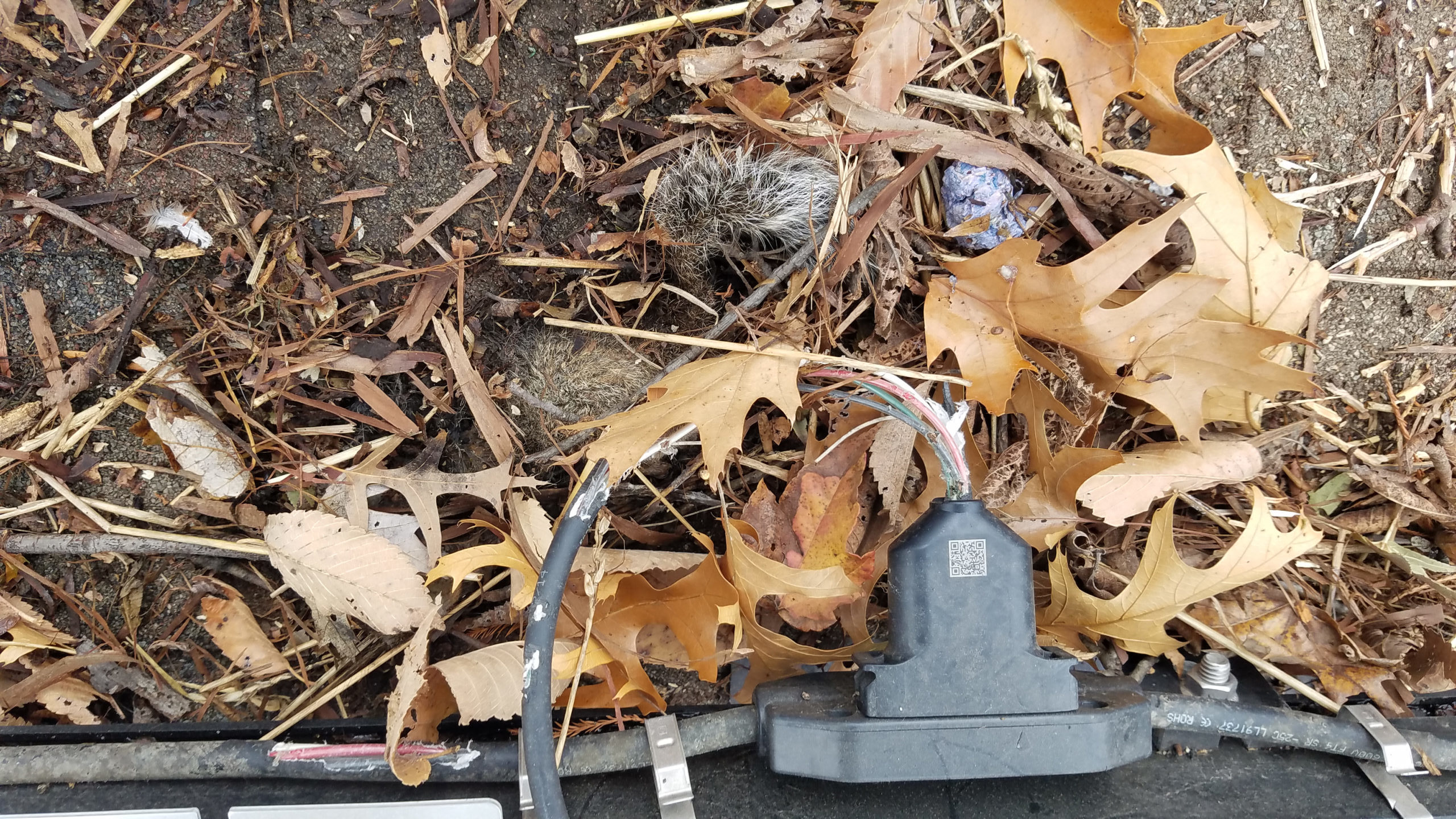 Squirrel damage is seen on bare wires under a solar panel. Damage to the solar panel could have been prevented by installing squirrel guard.